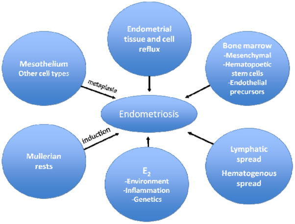 Theories of endometriosis pathogenesis including retrograde menstruation, coelomic metaplasia, and lymphovascular dissemination