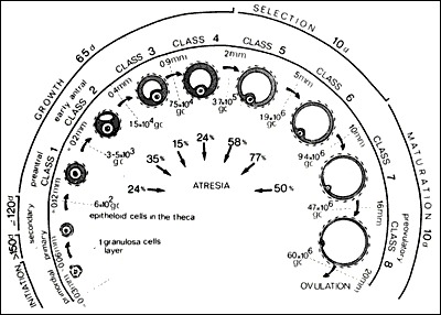 Folliculogenesis timeline showing progression from primordial follicle through primary, secondary, antral, to Graafian follicle stages