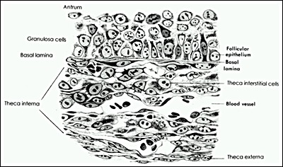 Histological cross-section of the Graafian follicle wall showing granulosa layers, theca cells, and basement membrane