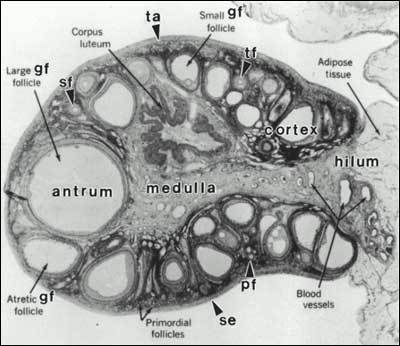 Adult ovary cross-section showing cortex, medulla, follicles at different stages, and corpus luteum