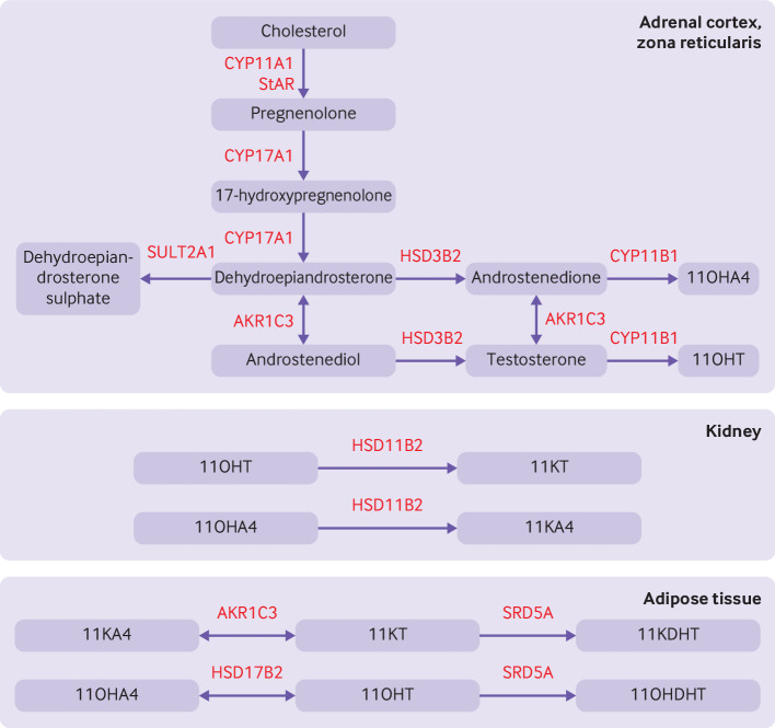 Androgen synthesis pathways showing classical and 11-oxygenated androgen production in ovarian and adrenal tissue