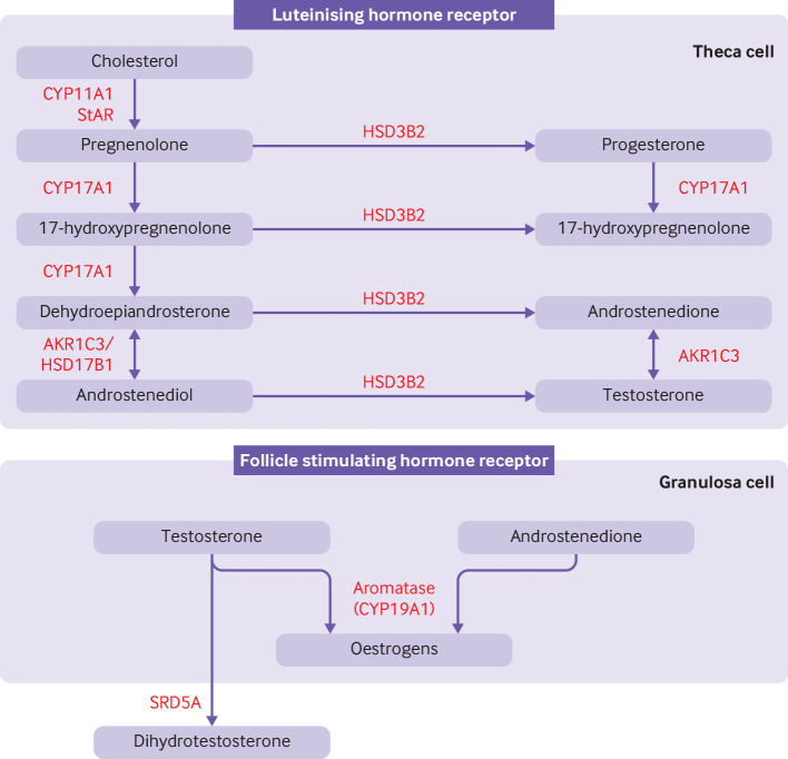 Two-cell two-gonadotropin model showing theca and granulosa cell cooperation in ovarian steroidogenesis