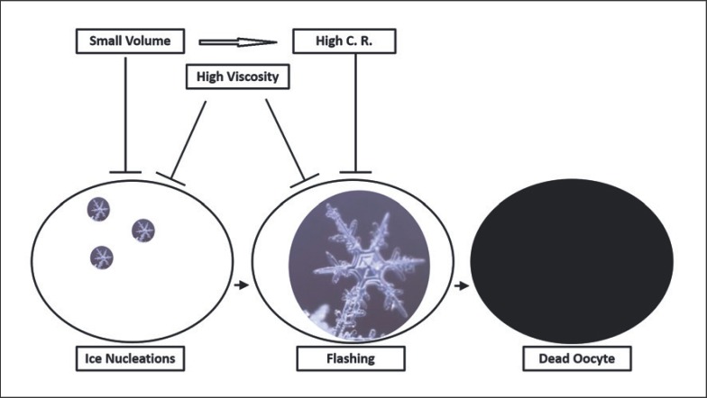 Vitrification technique diagram showing ultrarapid cooling process, cryoprotectant steps, and carrier device