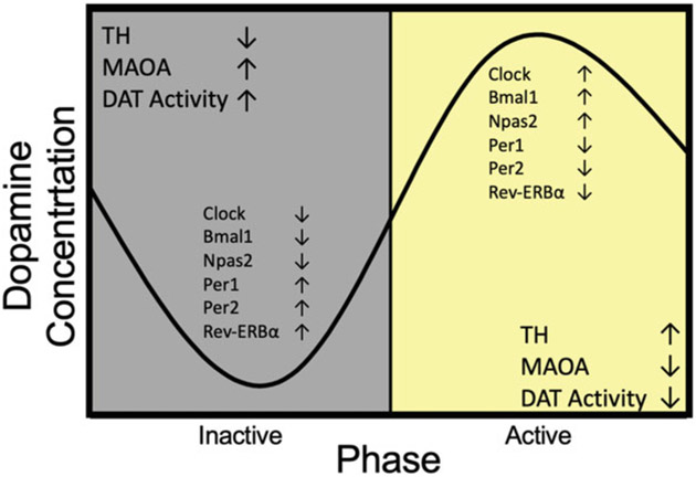 Brain reward system showing key structures involved in addiction including VTA, nucleus accumbens, and prefrontal cortex