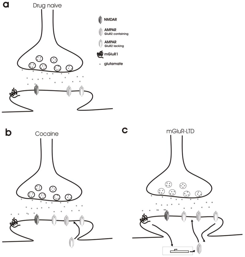 Cocaine-induced synaptic plasticity at dopaminergic synapses