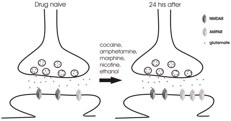 Glutamatergic input to VTA dopamine neurons in addiction