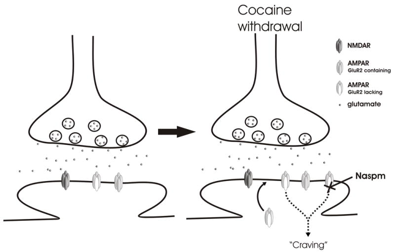Synaptic plasticity in the nucleus accumbens during addiction