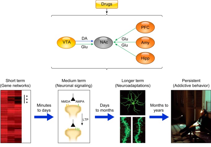 Neuroplasticity cascade in addiction showing progressive changes