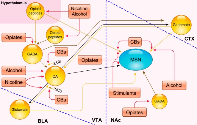 Detailed diagram of the addiction reward circuitry and dopaminergic projections