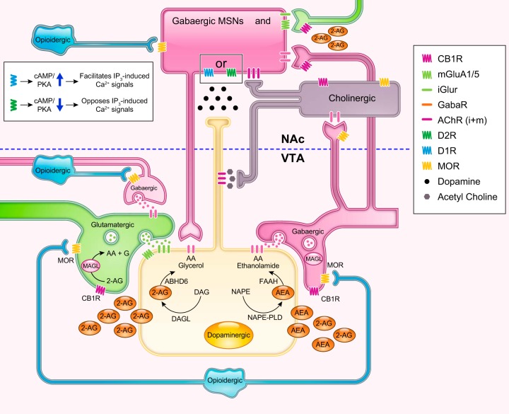 Opioid signaling in the ventral tegmental area
