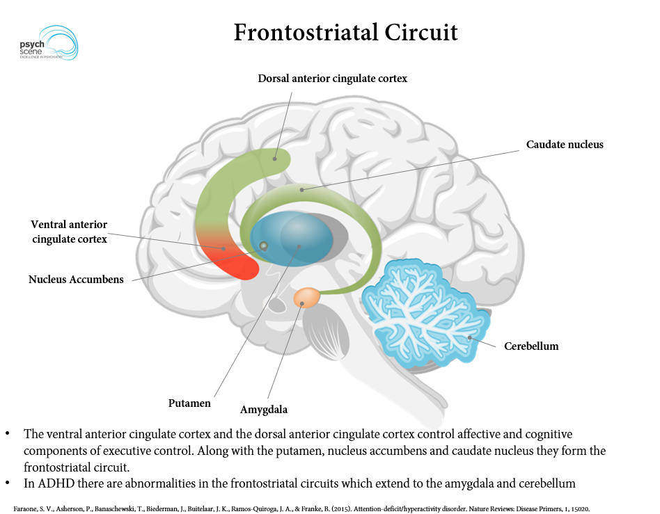 Frontostriatal circuit in ADHD showing connections between prefrontal cortex, caudate nucleus, and cerebellum