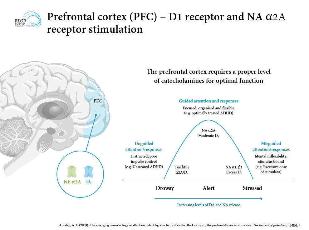 Prefrontal cortex noradrenaline and dopamine signaling in ADHD showing catecholamine deficiency model