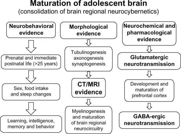 Stages of brain development from childhood through adolescence showing progressive maturation of cortical regions