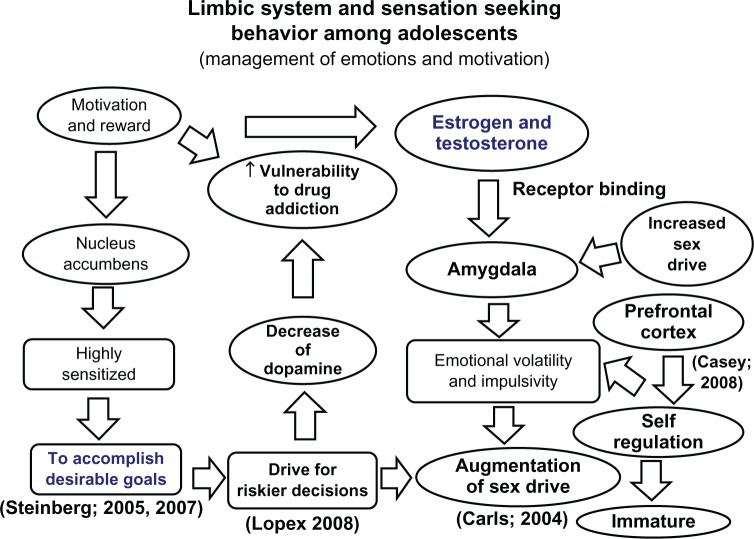 Limbic system and prefrontal cortex interaction in adolescent decision-making showing the developmental imbalance between emotional and rational brain systems
