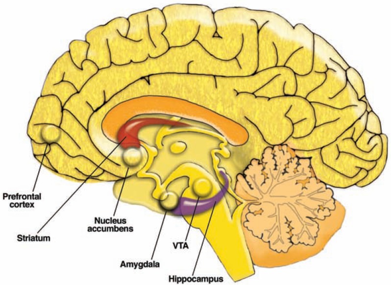 Brain regions affected by alcohol including the mesolimbic dopamine system