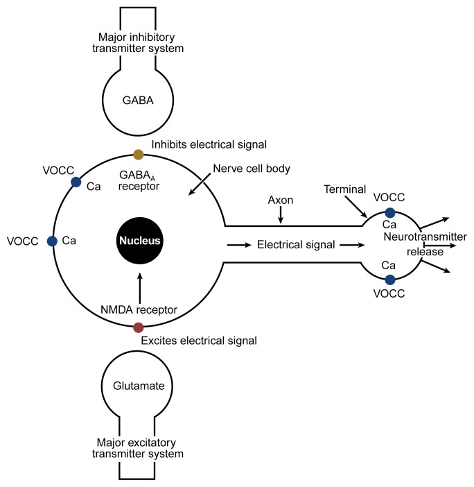 GABA and glutamate neurotransmitter systems affected by alcohol