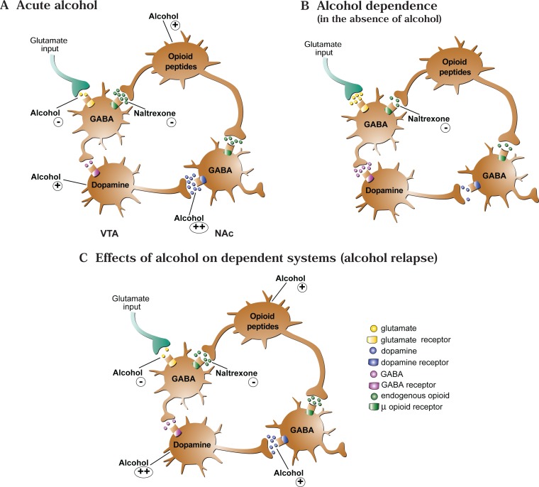 Interaction between endogenous opioids and the mesolimbic dopamine system in alcohol reward