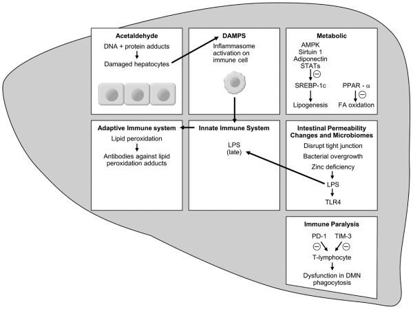 Pathogenesis of alcoholic liver disease showing cellular mechanisms