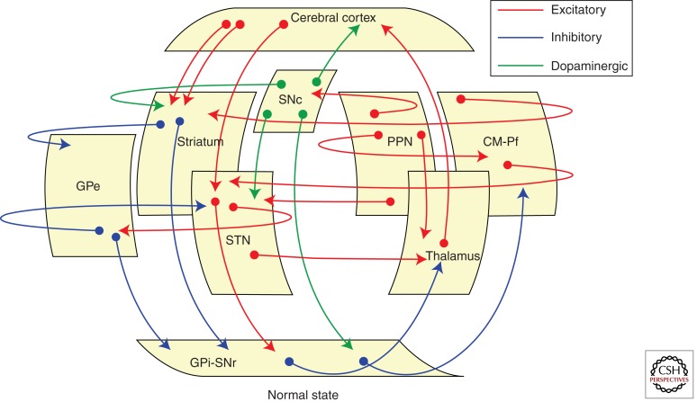 Neuroanatomical diagram of basal ganglia circuits including caudate, putamen, globus pallidus, subthalamic nucleus, and their connections to the thalamus and cortex