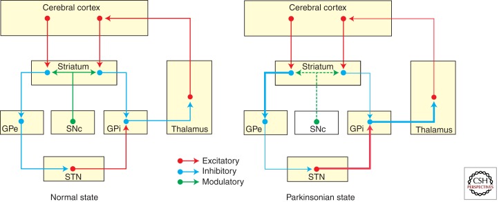 Direct and indirect pathways of the basal ganglia showing excitatory and inhibitory connections relevant to tic disorders