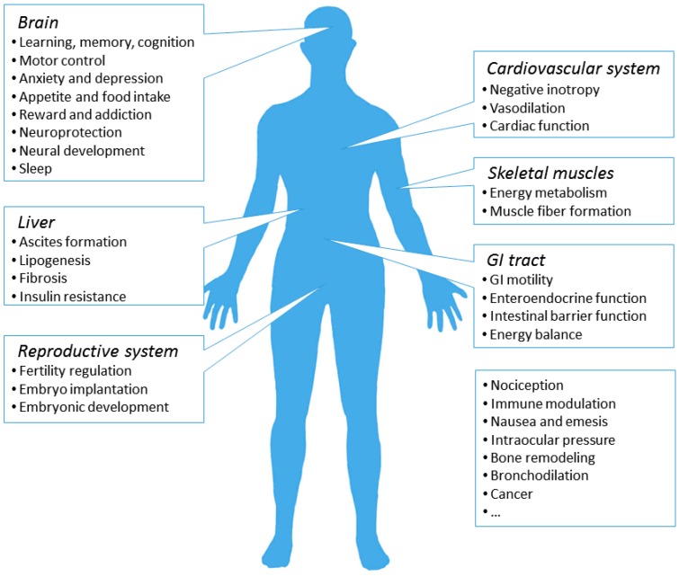 Distribution of CB1 cannabinoid receptors throughout the body
