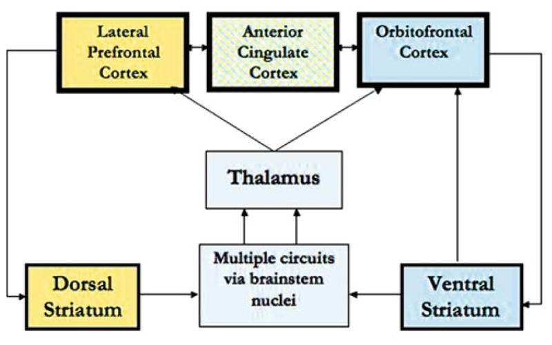 Brain regions showing consistent activation differences in ADHD including prefrontal cortex, caudate, and cerebellar abnormalities