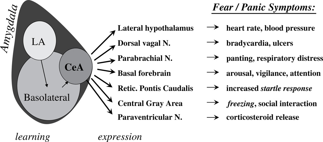 Fear response neural circuitry showing amygdala, prefrontal cortex, hippocampus, and autonomic nervous system connections