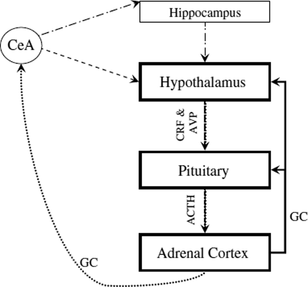 HPA axis diagram showing hypothalamic-pituitary-adrenal pathway with cortisol feedback mechanisms relevant to eating disorders and stress