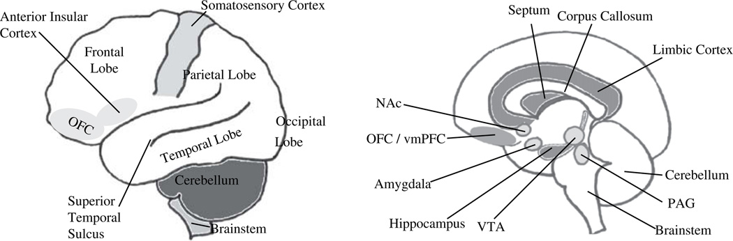 Limbic system anatomy showing amygdala, hippocampus, cingulate cortex, and their connections relevant to anxiety disorders