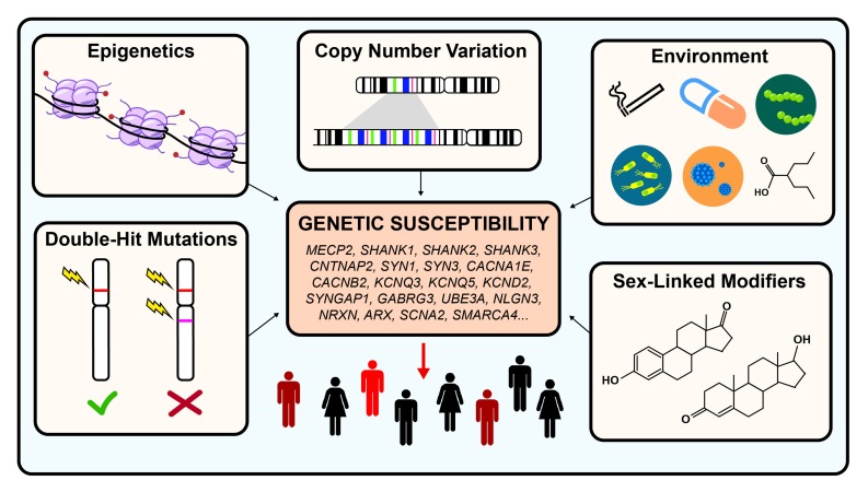 Genetic and non-genetic modifiers in autism spectrum disorder showing how multiple factors modulate risk gene penetrance