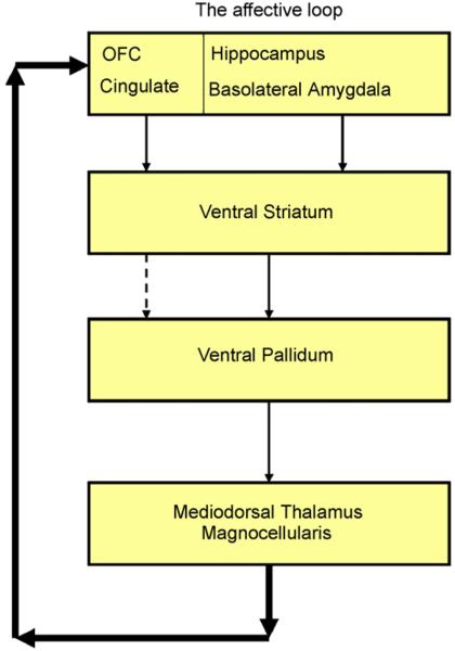 Orbitofronto-striatal circuit model of OCD showing hyperactive connections between orbitofrontal cortex, caudate, and thalamus