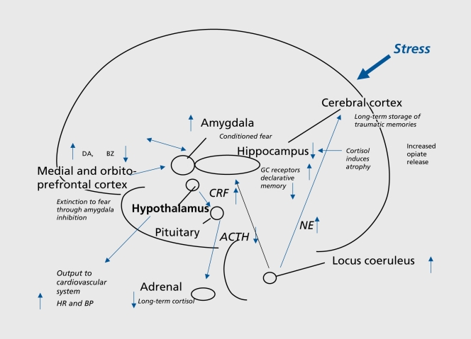 Lasting effects of traumatic stress on the brain showing dysregulation of norepinephrine and cortisol systems and affected regions including hippocampus, amygdala, and prefrontal cortex
