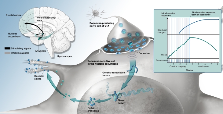 Cocaine effects in the brain showing limbic reward regions and DeltaFosB accumulation