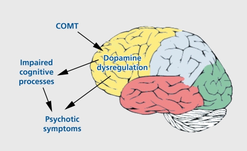 Schematic showing how COMT gene polymorphisms affect dopamine regulation in frontal lobes, influencing cognitive function and psychosis risk