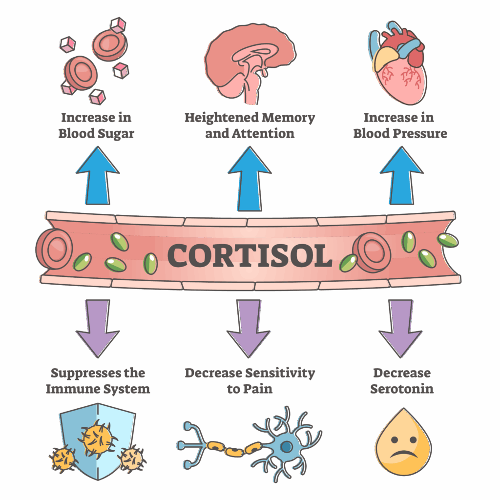 Diagram of cortisol's widespread physiological actions including gluconeogenesis, immune suppression, and hippocampal effects