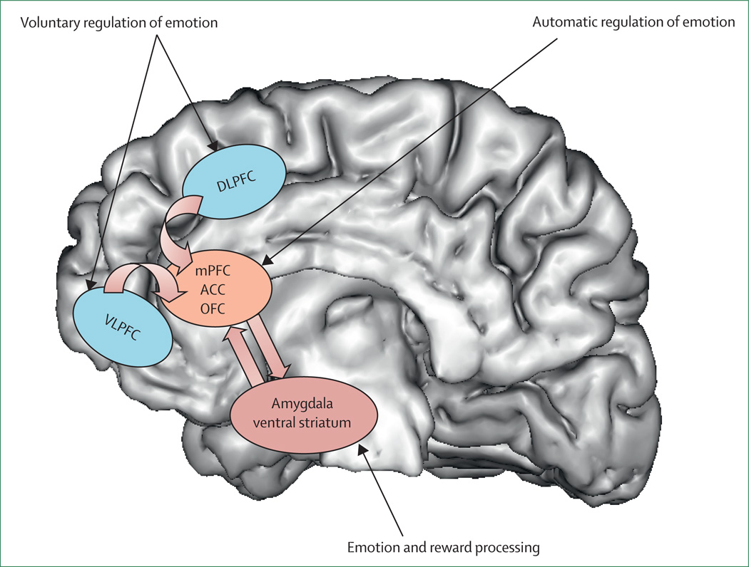 Diagram of neural systems relevant to major depressive disorder showing prefrontal cortex, amygdala, hippocampus, and their interconnections