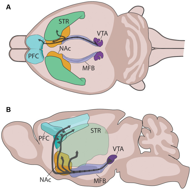 Mesocorticolimbic dopamine pathways in the brain