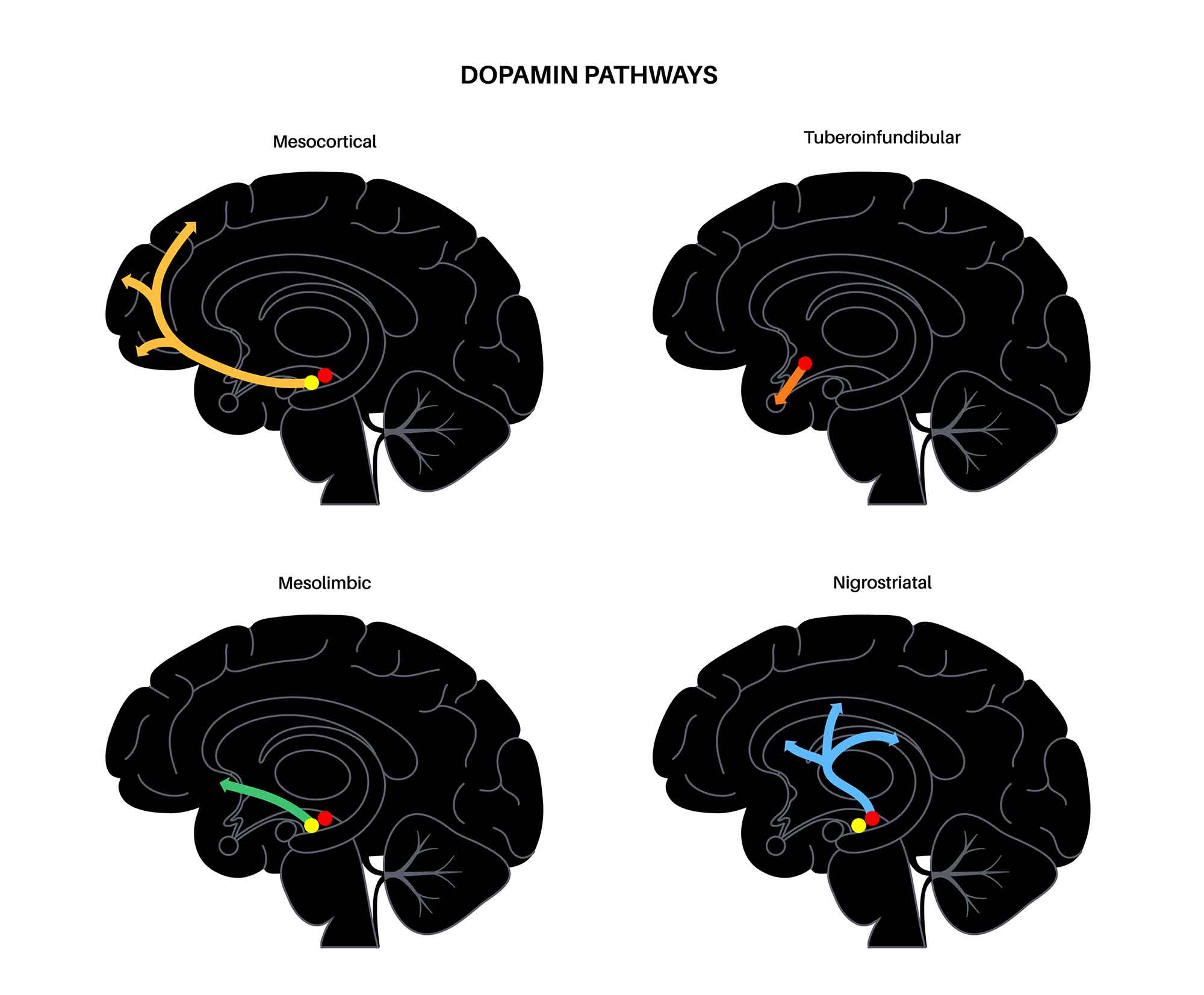 Mesolimbic dopamine reward pathway from the ventral tegmental area to the nucleus accumbens