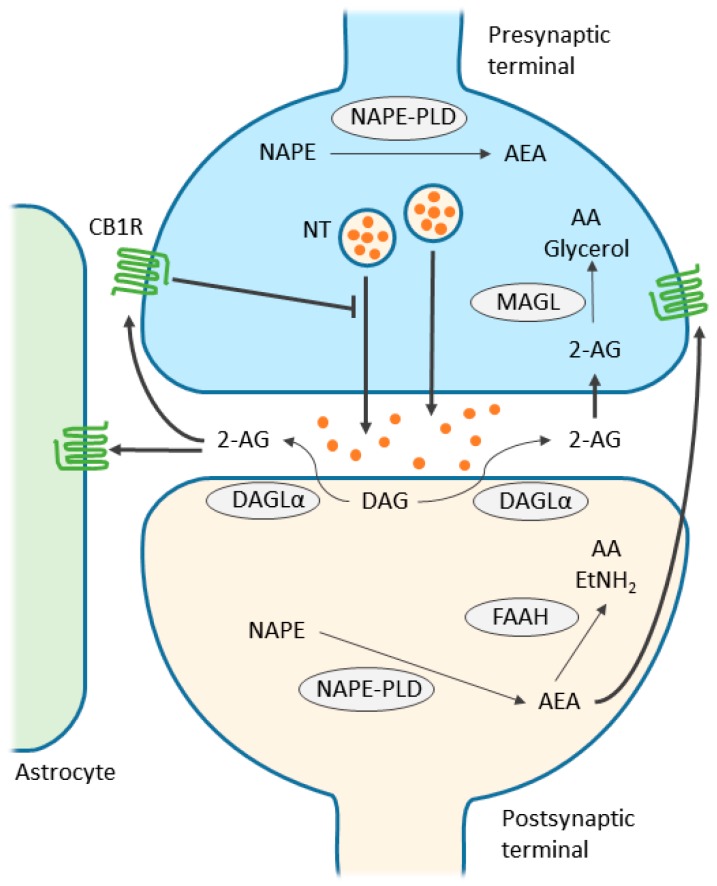 Endocannabinoid retrograde signaling at the synapse