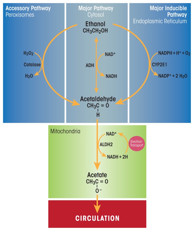 Ethanol metabolic pathways showing ADH and ALDH enzyme steps