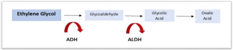 Ethylene glycol metabolic pathway to oxalic acid
