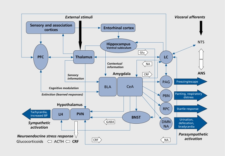 Schematic diagram of major brain circuits involved in fear and anxiety showing pathways from thalamus through amygdala to autonomic and behavioral responses with prefrontal cortex modulation