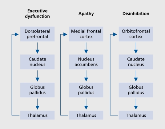 Diagram of frontal-subcortical circuit dysfunction showing pathophysiology of executive dysfunction, apathy, and disinhibition in dorsolateral prefrontal, anterior cingulate, and orbitofrontal loops