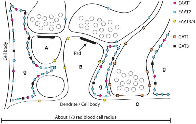 GABA and glutamate synapse showing receptors and transporters