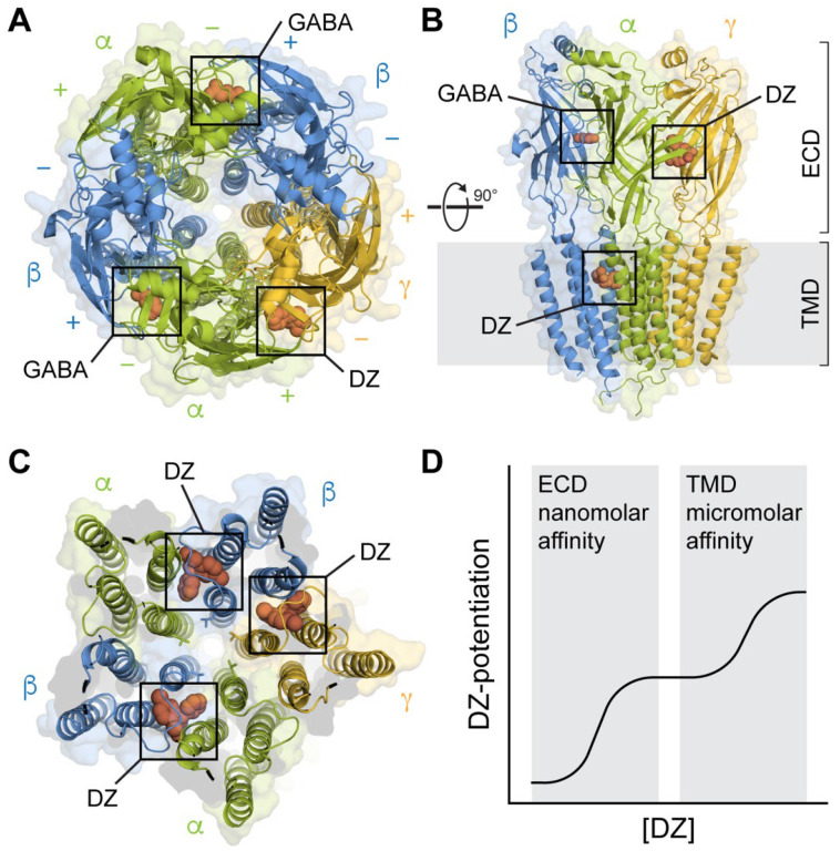 GABA-A receptor structure showing benzodiazepine binding site