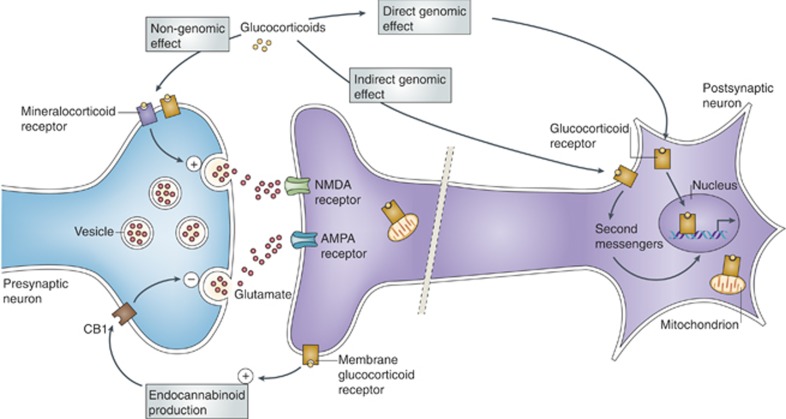 Diagram of glucocorticoid and mineralocorticoid receptor mechanisms showing genomic and non-genomic signaling pathways relevant to mood stabilizer actions