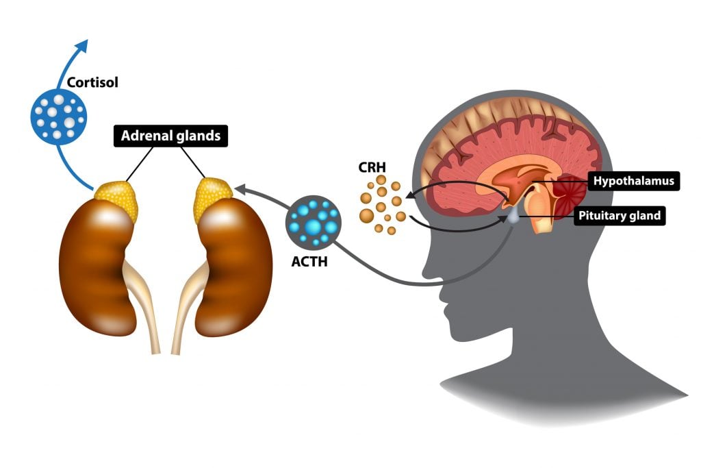 HPA axis stress response pathway from hypothalamus CRH to pituitary ACTH to adrenal cortisol with negative feedback loops