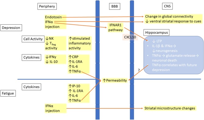 Diagram showing how peripheral inflammation disrupts the blood-brain barrier enabling inflammatory molecules to enter the CNS and produce neuroinflammatory changes contributing to depression