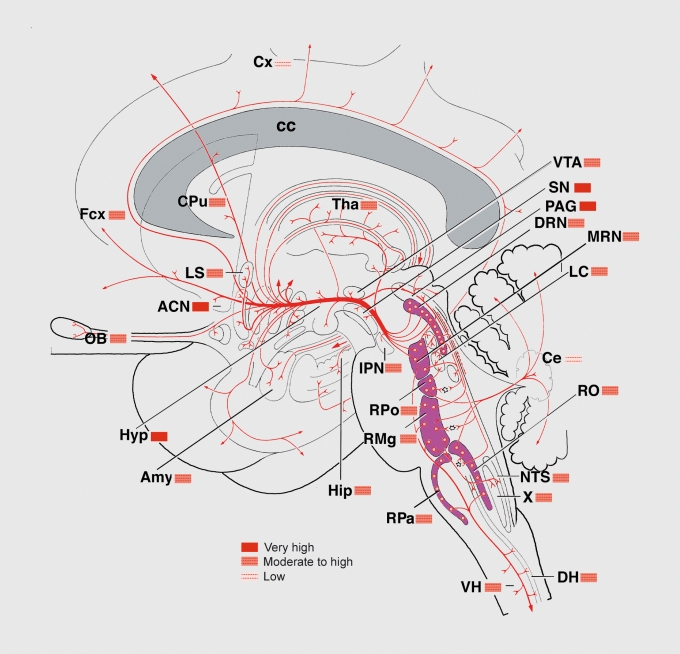 Anatomical diagram of the limbic system showing the amygdala, hippocampus, hypothalamus, cingulate gyrus, and nucleus accumbens