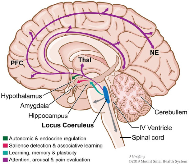 Locus coeruleus noradrenergic projections throughout the brain including prefrontal cortex, amygdala, and hippocampus